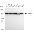 LifeSab™ KD-Validated SMARCC1 Rabbit mAb (20 μl)