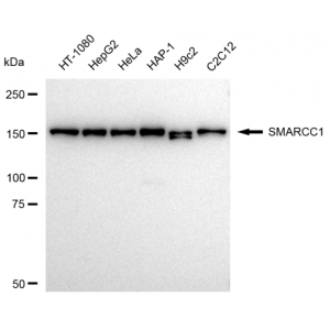 LifeSab™ KD-Validated SMARCC1 Rabbit mAb (20 μl)