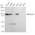 LifeSab™ KD-Validated Sortilin 1 Rabbit mAb (20 μl)