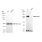 LifeSab™ KD-Validated Sortilin 1 Rabbit mAb (20 μl)