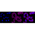 LifeSab™ KD-Validated SPINK5 Rabbit mAb (20 μl)