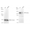 LifeSab™ KD-Validated SPINK5 Rabbit mAb (20 μl)