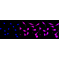 LifeSab™ KD-Validated STAT1 Rabbit mAb (20 μl)