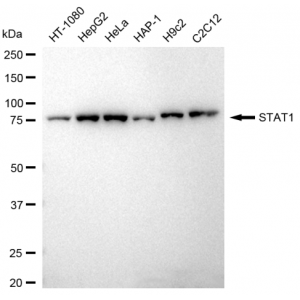 LifeSab™ KD-Validated STAT1 Rabbit mAb (20 μl)