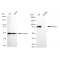 LifeSab™ KD-Validated STAT1 Rabbit mAb (20 μl)