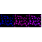 LifeSab™ KD-Validated Phospho-STAT1 (S727) Rabbit mAb (20 μl)