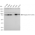 LifeSab™ KD-Validated Phospho-STAT1 (S727) Rabbit mAb (20 μl)