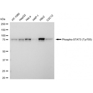 LifeSab™ KD-Validated Phospho-STAT3 (Tyr705) Rabbit mAb (20 μl)