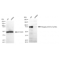 LifeSab™ KD-Validated Phospho-STAT3 (Tyr705) Rabbit mAb (20 μl)