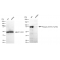 LifeSab™ KD-Validated Phospho-STAT3 (Tyr705) Rabbit mAb (20 μl)