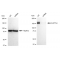 LifeSab™ KD-Validated SUPT5H Rabbit mAb (20 μl)