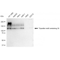 LifeSab™ KD-Validated TRIM24 Rabbit mAb (20 μl)