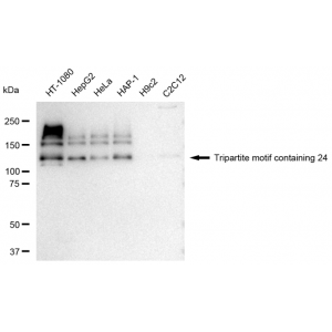 LifeSab™ KD-Validated TRIM24 Rabbit mAb (20 μl)