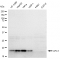 LifeSab™ KD-Validated UFC1 Rabbit mAb (20 μl)