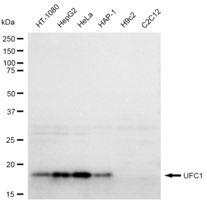 LifeSab™ KD-Validated UFC1 Rabbit mAb (20 μl)