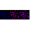 LifeSab™ KD-Validated USP13 Rabbit mAb (20 μl)