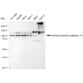 LifeSab™ KD-Validated USP13 Rabbit mAb (20 μl)