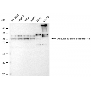 LifeSab™ KD-Validated USP13 Rabbit mAb (20 μl)