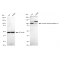 LifeSab™ KD-Validated USP13 Rabbit mAb (20 μl)