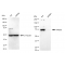 LifeSab™ KD-Validated VPS35 Rabbit mAb (20 μl)