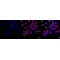 LifeSab™ KD-Validated CD147 Rabbit mAb (20 μl)