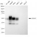 LifeSab™ KD-Validated CD147 Rabbit mAb (20 μl)