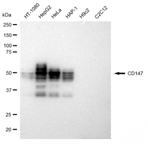 LifeSab™ KD-Validated CD147 Rabbit mAb (20 μl)