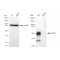 LifeSab™ KD-Validated CD147 Rabbit mAb (20 μl)