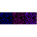 LifeSab™ KD-Validated ZHX2 Rabbit mAb (20 μl)