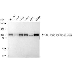 LifeSab™ KD-Validated ZHX2 Rabbit mAb (20 μl)