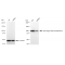 LifeSab™ KD-Validated ZHX2 Rabbit mAb (20 μl)