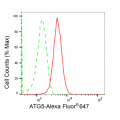 LifeSab™ KD-Validated ATG5 Rabbit mAb (20 μl)