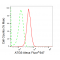 LifeSab™ KD-Validated ATG5 Rabbit mAb (20 μl)