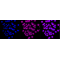 LifeSab™ KD-Validated ATG5 Rabbit mAb (20 μl)