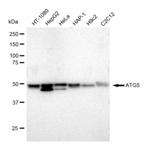 LifeSab™ KD-Validated ATG5 Rabbit mAb (20 μl)