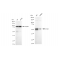 LifeSab™ KD-Validated ATG5 Rabbit mAb (20 μl)