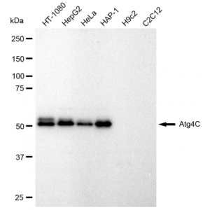 LifeSab™ KD-Validated Atg4C Rabbit mAb (20 μl)