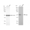 LifeSab™ KD-Validated Atg4C Rabbit mAb (20 μl)