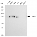 LifeSab™ KD-Validated Cullin4A Rabbit mAb (20 μl)