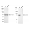 LifeSab™ KD-Validated Cullin4A Rabbit mAb (20 μl)