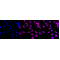 LifeSab™ KD-Validated CASP2 Rabbit mAb (20 μl)