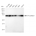 LifeSab™ KD-Validated CTPS1 Rabbit mAb (20 μl)