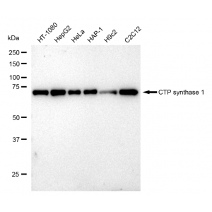 LifeSab™ KD-Validated CTPS1 Rabbit mAb (20 μl)