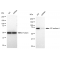 LifeSab™ KD-Validated CTPS1 Rabbit mAb (20 μl)