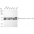 LifeSab™ KD-Validated Phospho-GSK3A (Y216 + Y279) Rabbit mAb (20 μl)