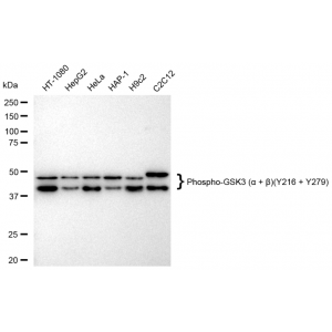 LifeSab™ KD-Validated Phospho-GSK3A (Y216 + Y279) Rabbit mAb (20 μl)