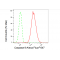 LifeSab™ KD-Validated CASP9 Rabbit mAb (20 μl)