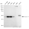 LifeSab™ KD-Validated CASP9 Rabbit mAb (20 μl)