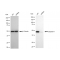 LifeSab™ KD-Validated CASP9 Rabbit mAb (20 μl)