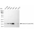 LifeSab™ KD-Validated Histone H3 (acetyl K56) Rabbit mAb (20 μl)